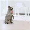 Rechargeable LED Pet Collar with Laser Toy for Cats Dogs Automatic Teaser Light Up Fun Interactive Play